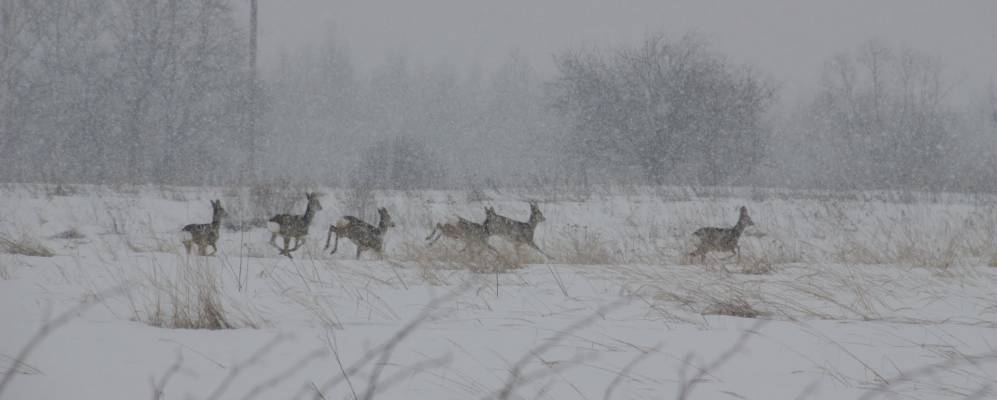 
            Фотография Веревки