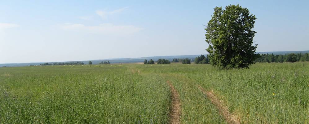 
            Фотография Подсоснового