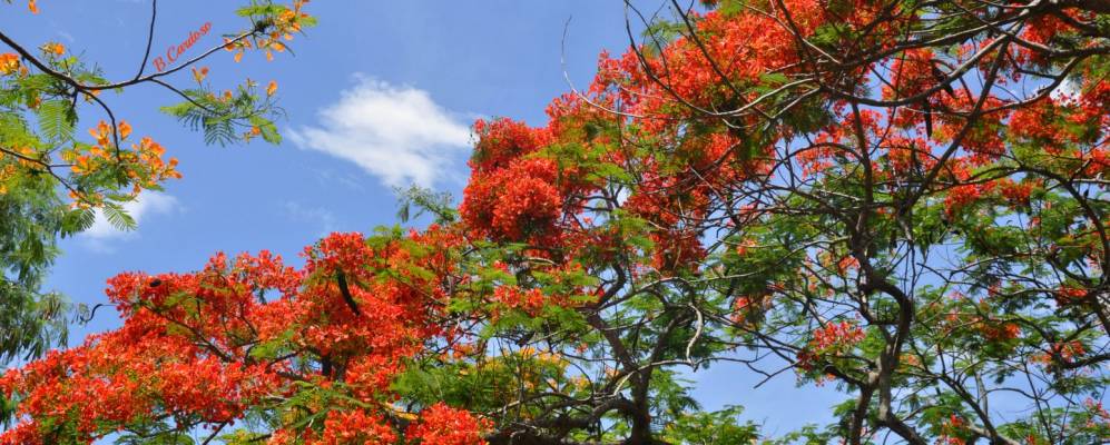 
            Фотография Сан-Педру-да-Алдея
