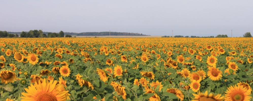 
            Фотография Кременских Выселок