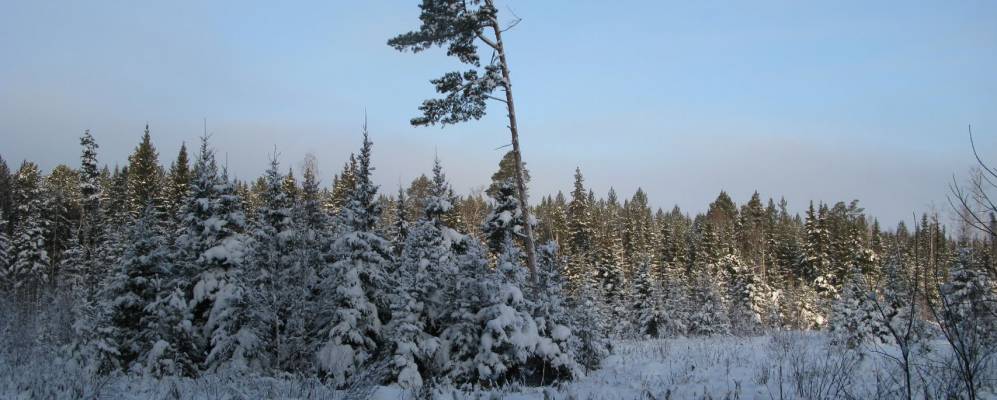 
            Фотография Погорелки