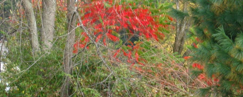 
            Фотография Гуилфорда