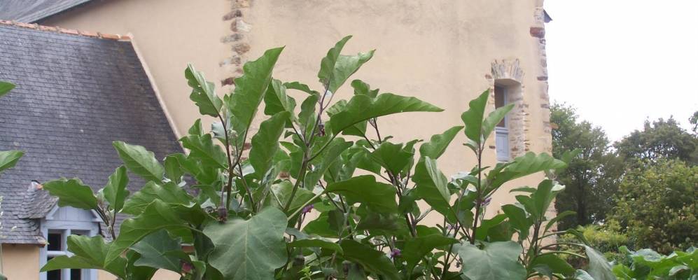 
            Фотография Реназе