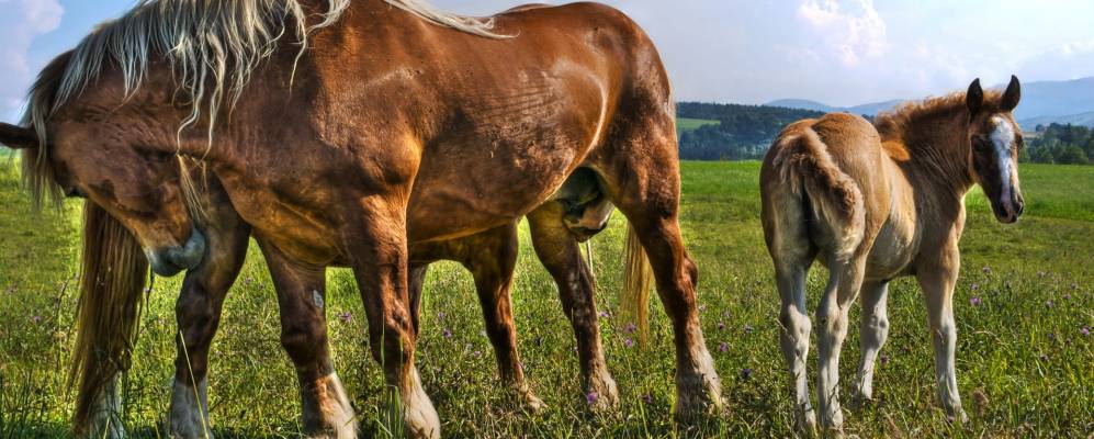 
            Фотография Кеведа