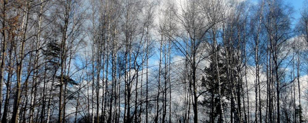 
            Фотография Неманицы