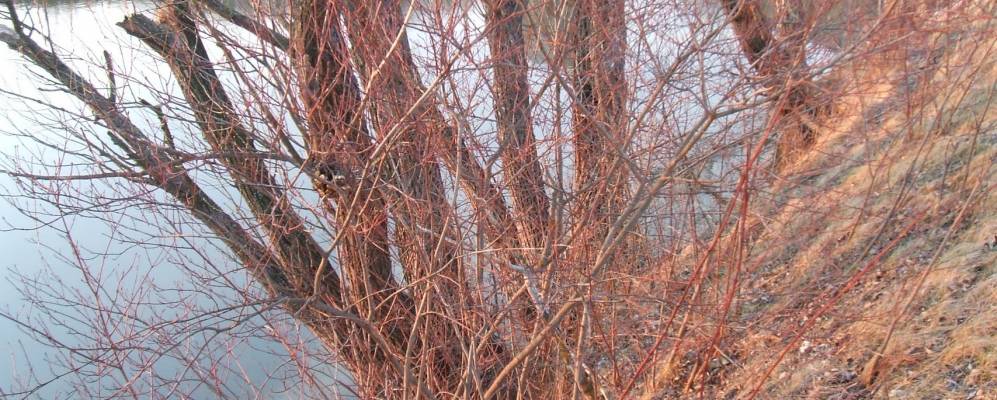 
            Фотография Кулибабы