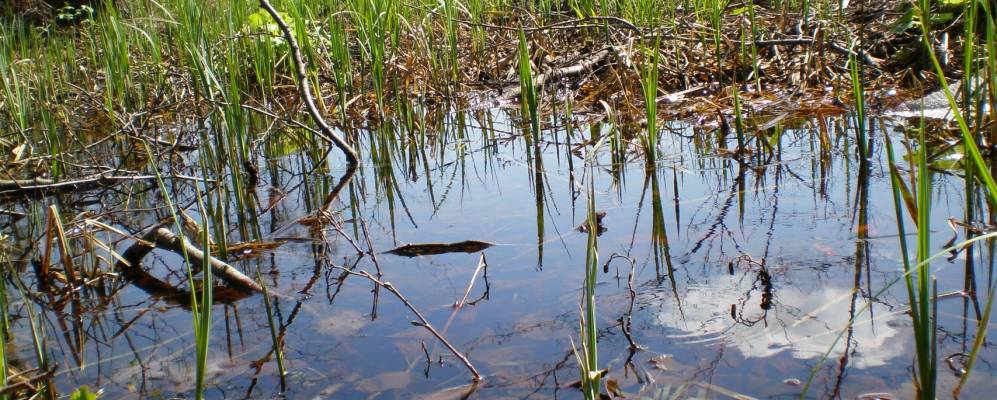 
            Фотография Верхолы