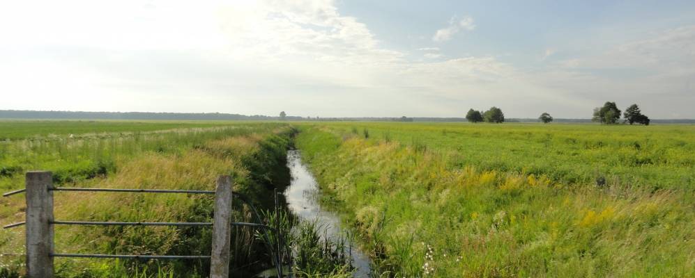 
            Фотография Мутвицы