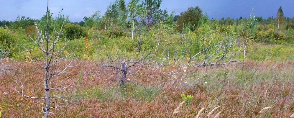 
            Фотография Клочки