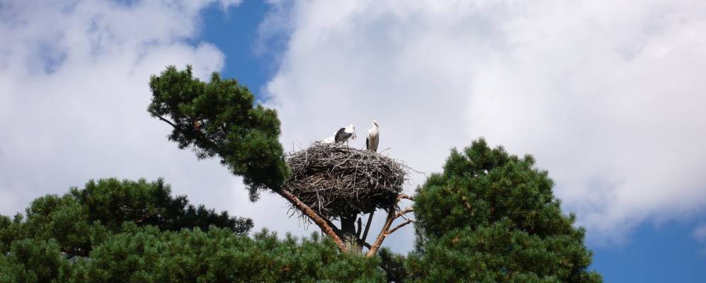 
            Фотография Городца