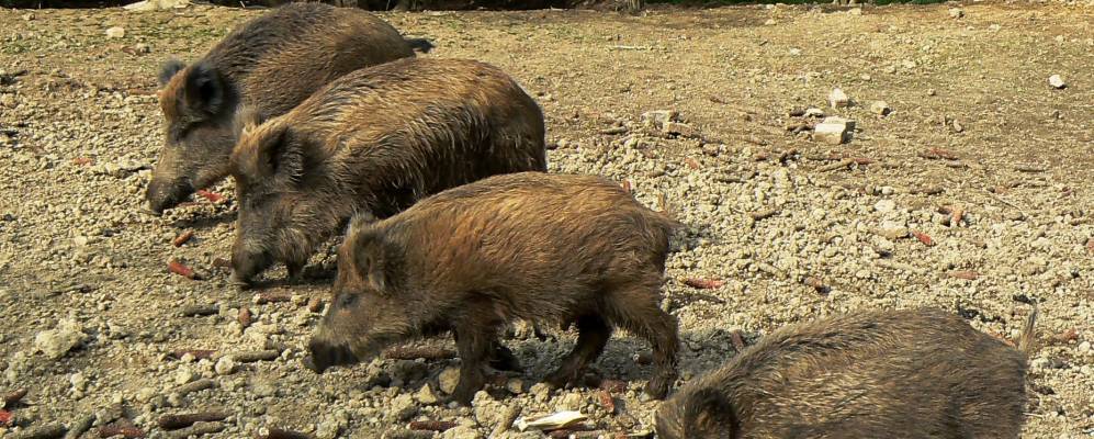 
            Фотография Майорсомбатфы