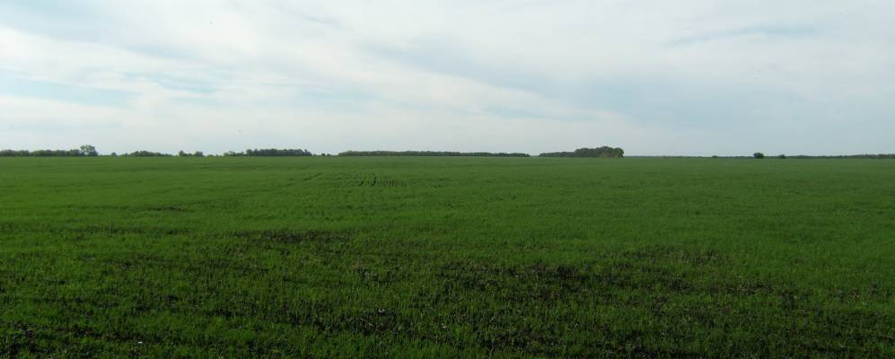 
            Фотография Вишнёвки