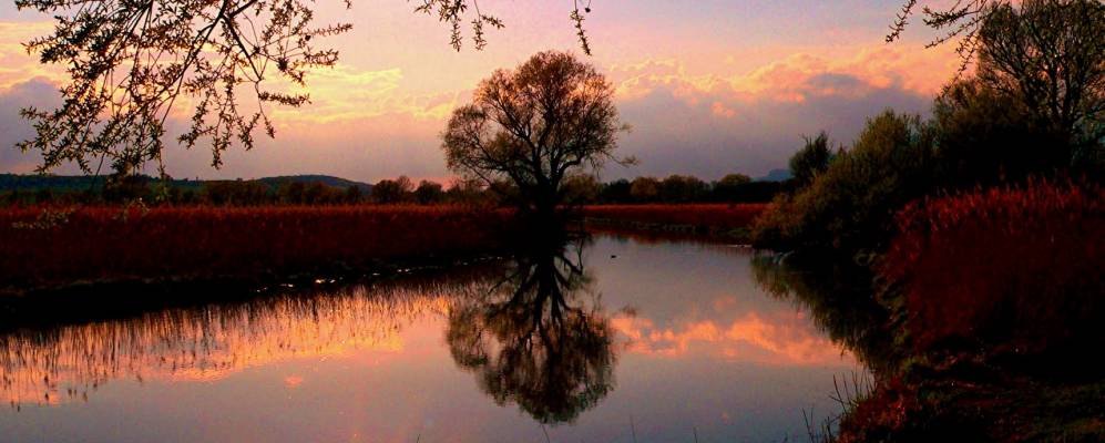 
            Фотография Мооса