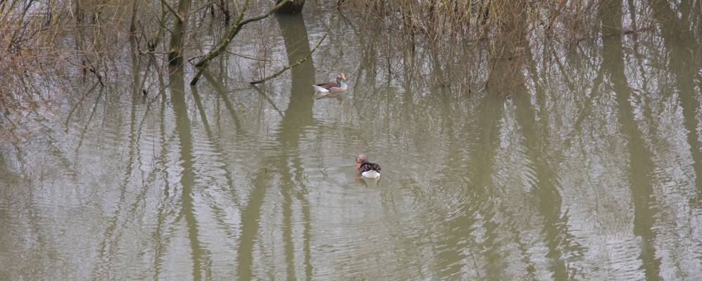 
            Фотография Оуийя