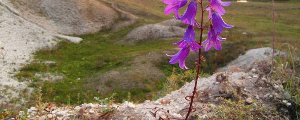 
            Фотография Новониколаевки