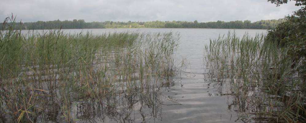 
            Фотография Копылока