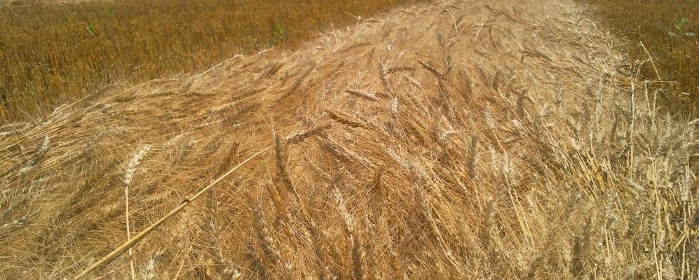 
            Фотография Храповщины