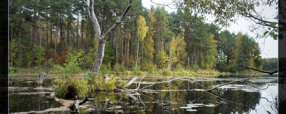 
            Фотография Котовки