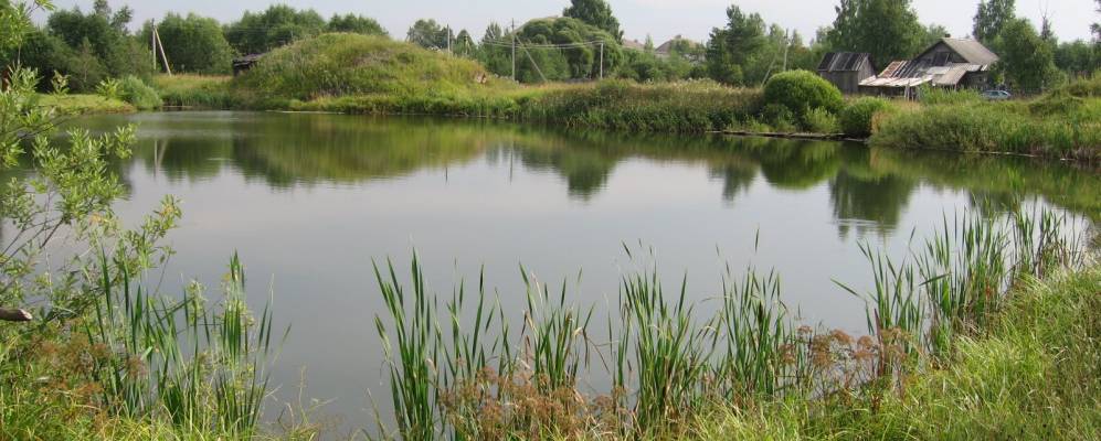 
            Фотография Дубровочки