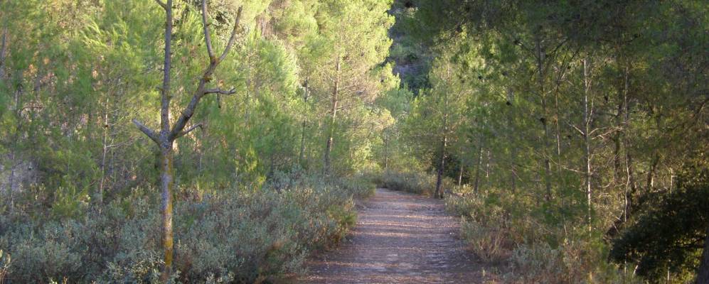 Фотография Alfafara