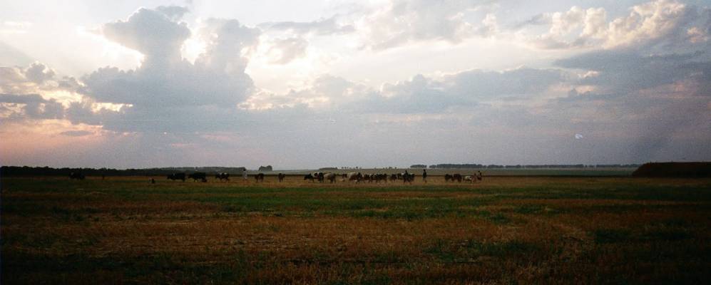 Фотография Ружи