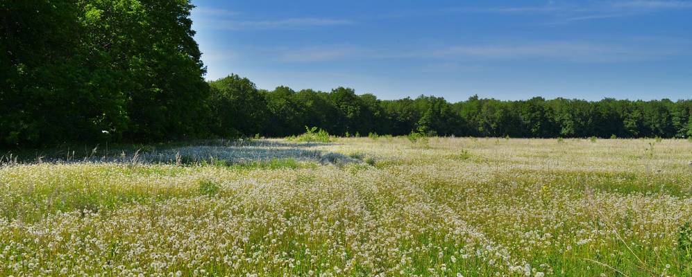 
            Фотография Козловского
