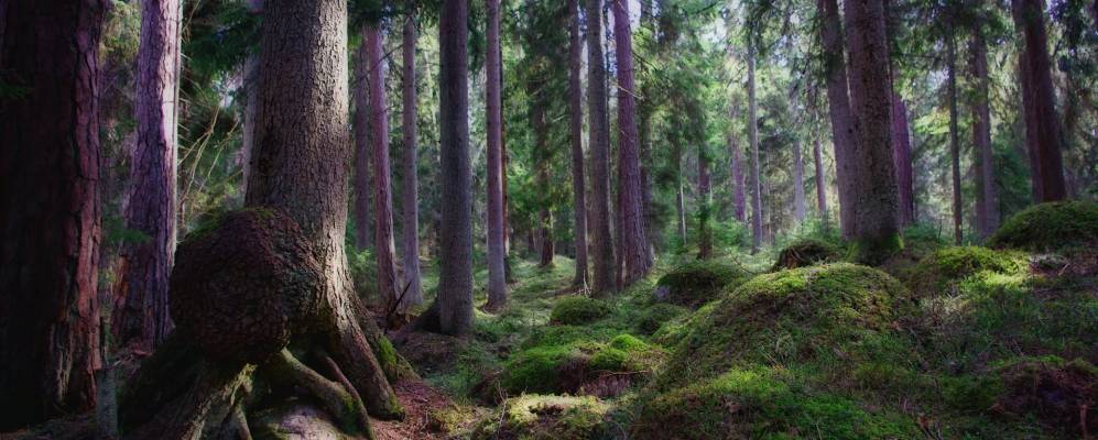 
            Фотография Кясму