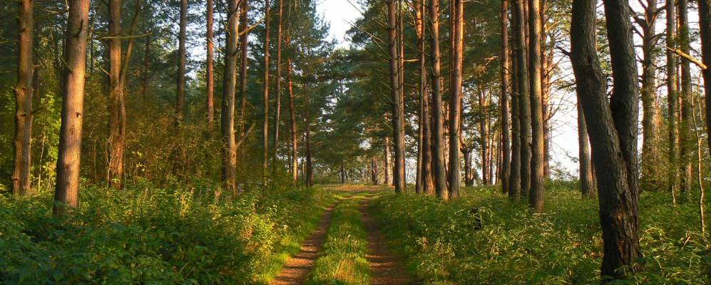 Фотография деревни Кривицы