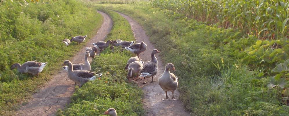 
            Фотография Тараново