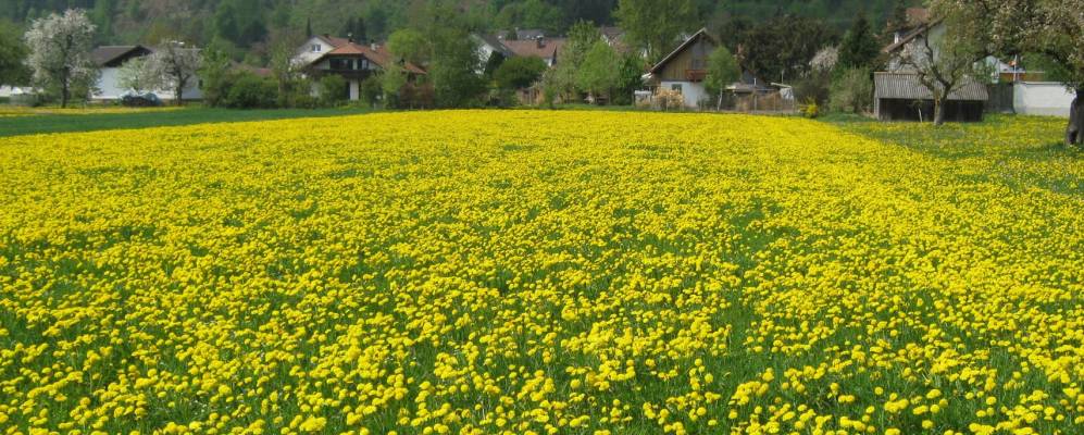 
            Фотография Эрольцхайма