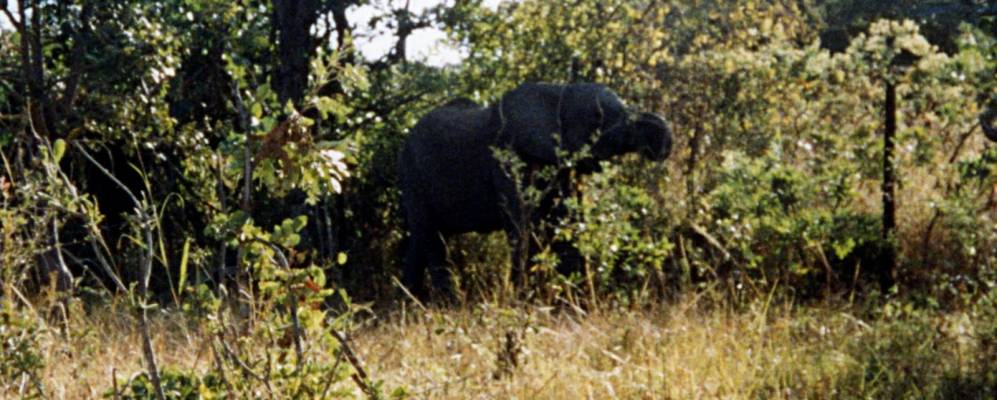 
            Фотография Нортона