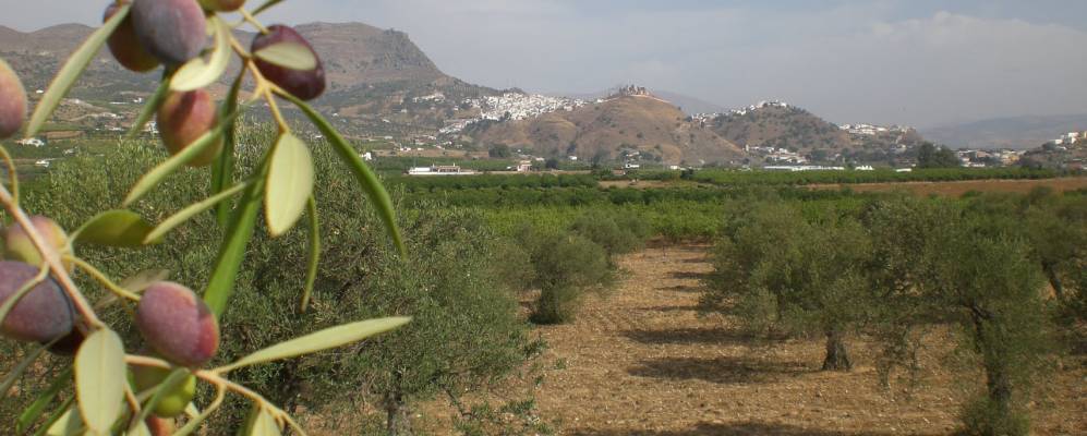 
            Фотография Алоры