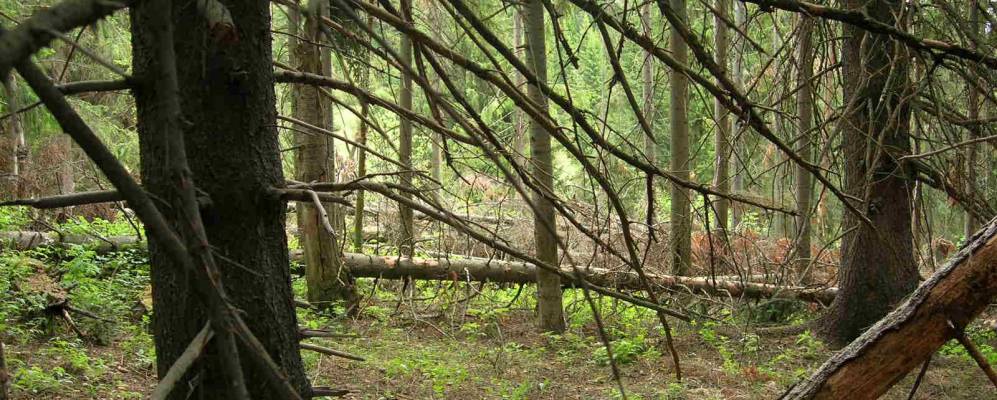 
            Фотография Средней Головнихи