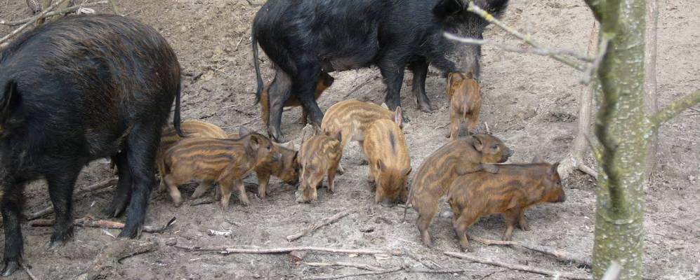 
            Фотография Волконска