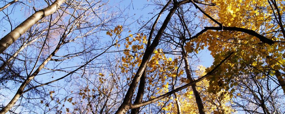 
            Фотография Коня