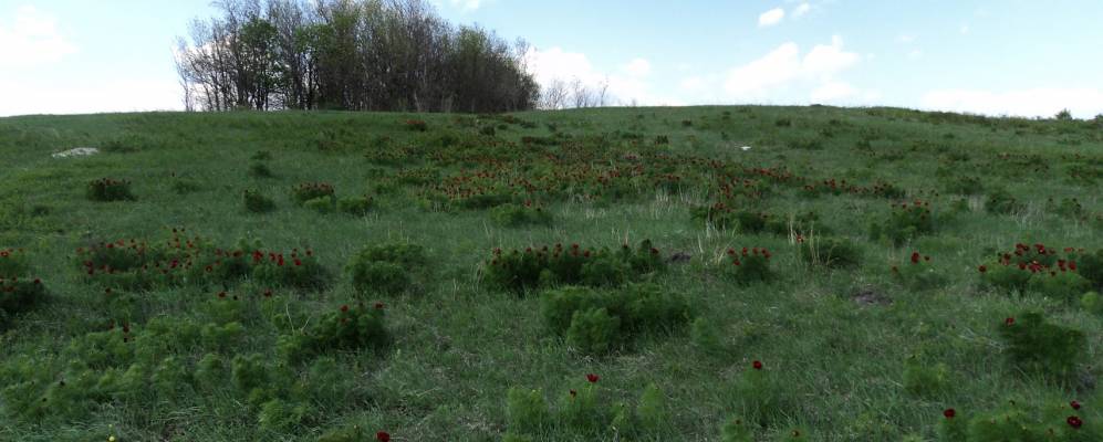 
            Фотография Викторополя