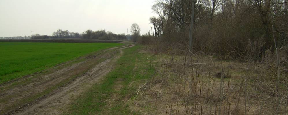 
            Фотография Лисичьей