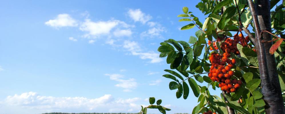 
            Фотография Томино