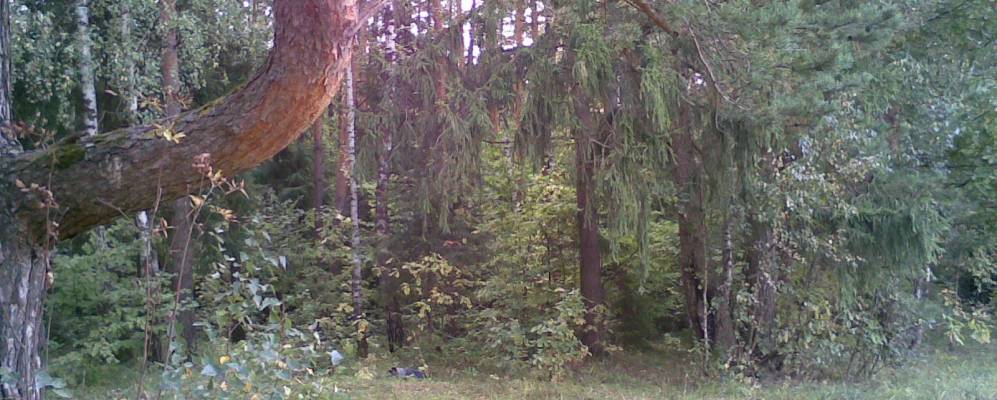 
            Фотография Дорохов