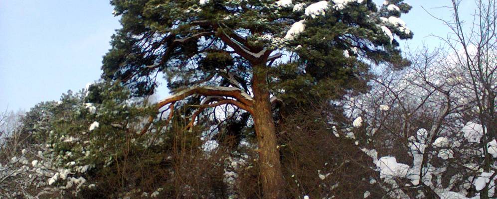 
            Фотография Красногорки