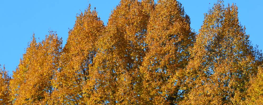 
            Фотография Сан-Мартино-ин-Фредданы