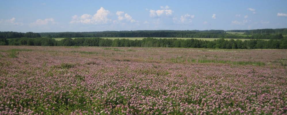 
            Фотография Мошкино