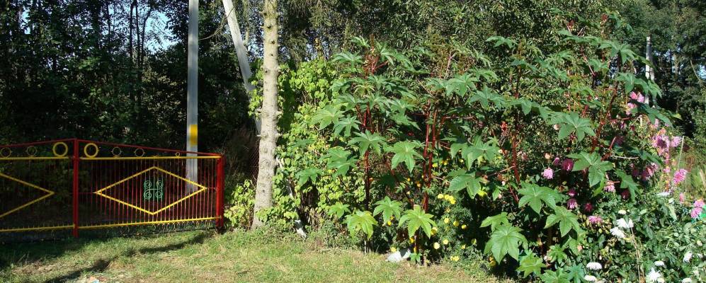 Фотография Комаровки