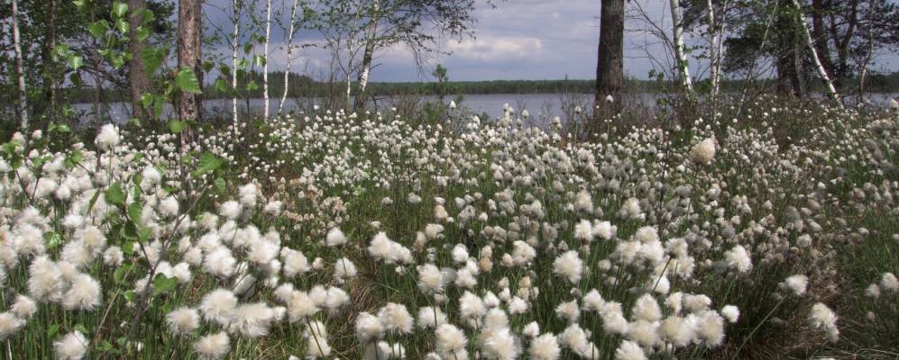 
            Фотография Зяблицы