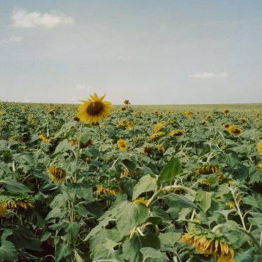 Сингиновский