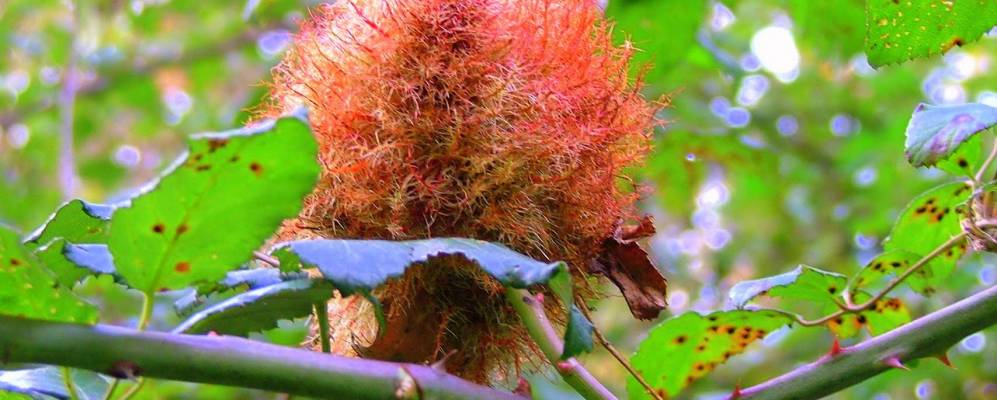 
            Фотография Гомец-ле-Шатэля