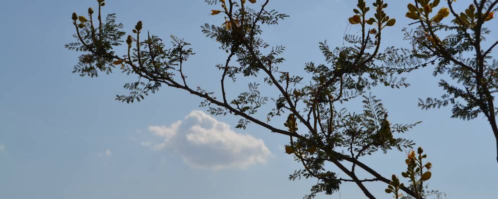 
            Фотография Альколетхе