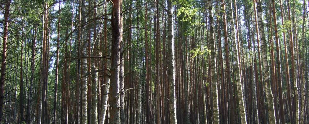 
            Фотография Ласинского