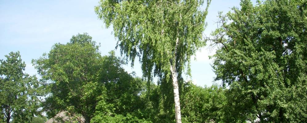 
            Фотография Крутые Горбы