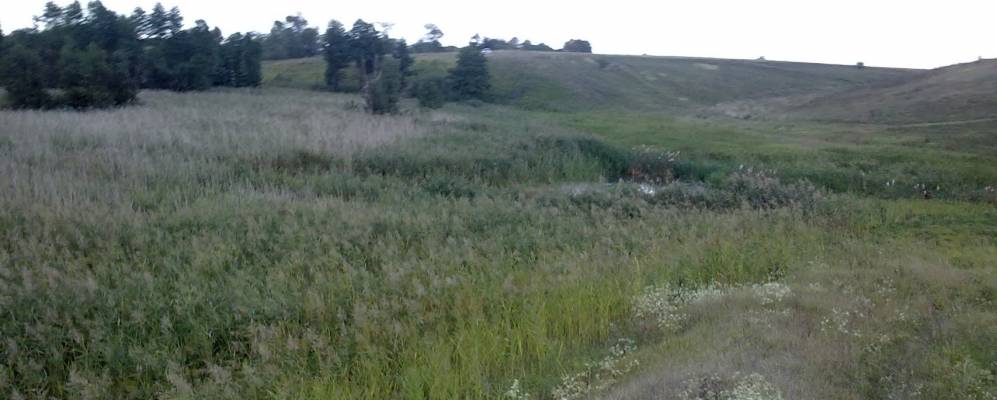 
            Фотография Чернеты